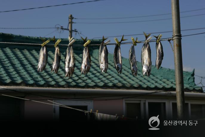 일산진마을 물고기말리기 의 사진