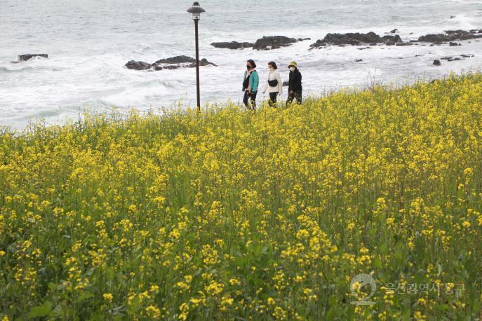 대왕암공원 해안둘레길 유채꽃 만개 의 사진