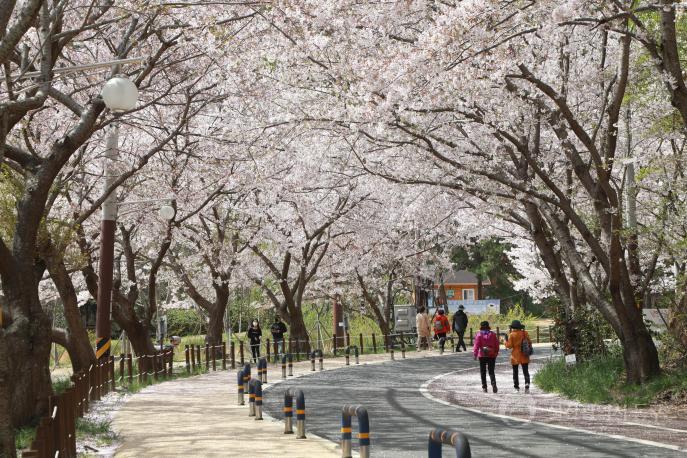 주전 벚꽃길 의 사진