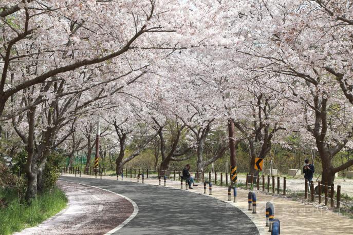 주전 벚꽃길 의 사진