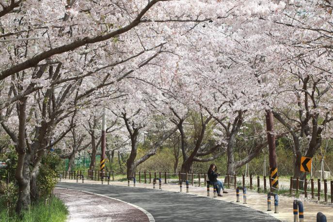 주전 벚꽃길 의 사진