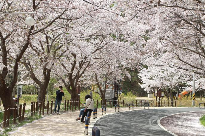 주전 벚꽃길 의 사진