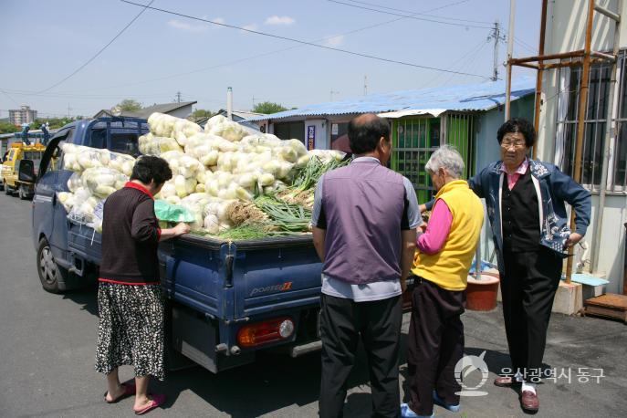 일산진마을배추트럭 의 사진