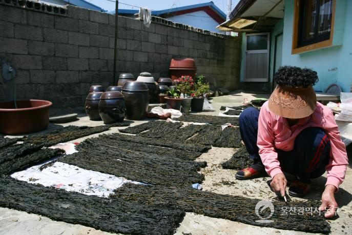 일산진마을미역말리기 의 사진