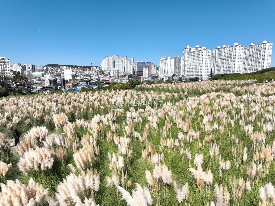 댑싸리와 팜파스글라스의 사진