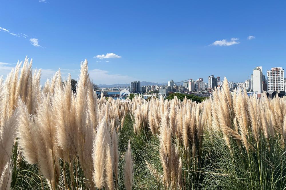 댑싸리와 팜파스글라스의 사진