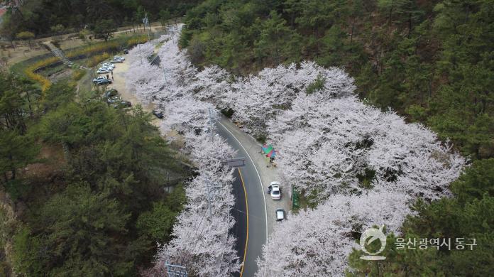 주전벚꽃길(항공)