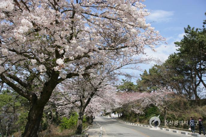 대왕암공원벚꽃길 의 사진