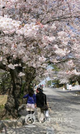 대왕암공원벚꽃길 의 사진