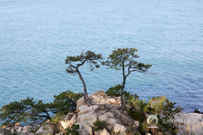 대왕암부부소나무 의 사진