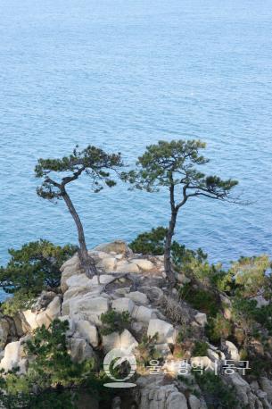 대왕암부부소나무 의 사진