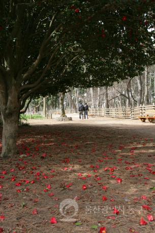대왕암공원 동백나무와 소나무 의 사진