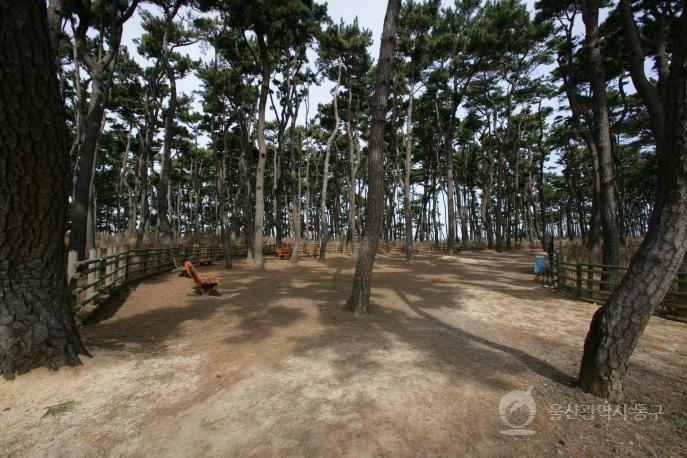 대왕암공원 동백나무와 소나무 의 사진