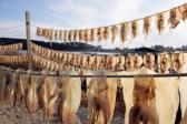 일산진마을오징어말리기 의 사진