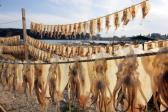 일산진마을오징어말리기 의 사진