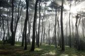 대왕암 공원솔숲