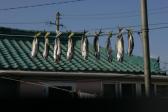 일산진마을 물고기말리기