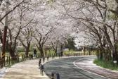 주전 벚꽃길의 사진