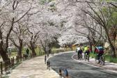 주전 벚꽃길의 사진