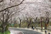 주전 벚꽃길의 사진
