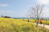 대왕암공원 해안둘레길 유채꽃 의 사진