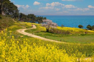 [은상] 슬도 유채꽃밭