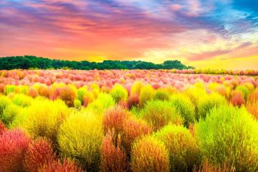 [동상] 댑싸리밭의 아침