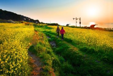 [동상] 슬도 유채꽃 일출