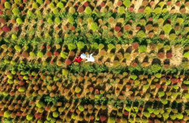 [동상] 댑싸리 언덕의 쉼표