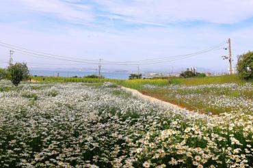 [동상] 성끝마을샤스타데이지