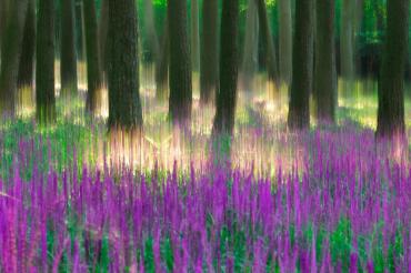 [동상] 보라숲 콜라보