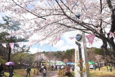남목 벚꽃축제