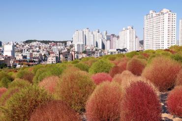 댑싸리와 팜파스글라스의 사진