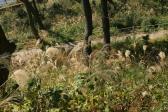 대왕암공원억새 의 사진