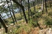 대왕암공원억새 의 사진