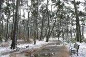 눈오는날의 대왕암공원 의 사진