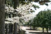 대왕암공원의 봄 의 사진