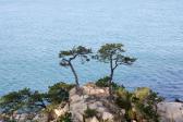 대왕암부부소나무