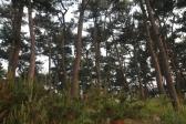 대왕암공원송림 의 사진