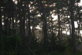 대왕암공원송림 의 사진