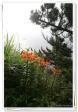 대왕암공원 야생식물 의 사진