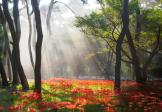 꽃무릇핀 대왕암대공원
